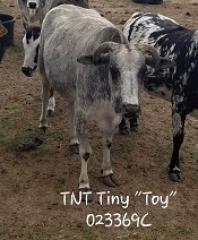 TNT Tiny Toy