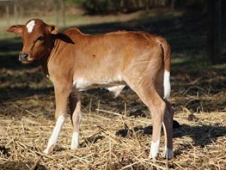 SCF Copper Tot